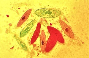 paramecia100cropped